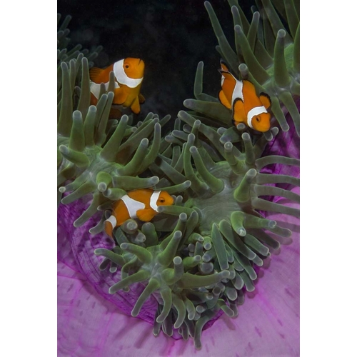 Indonesia Three clownfish swim among anemone